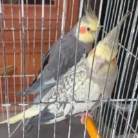 عروس هلندی