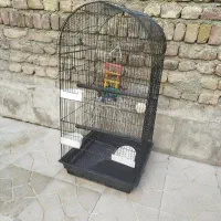 قفس