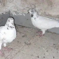 کبوتر شیخی