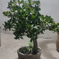 درختچه کراسولا گیاه یشم