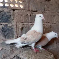 نرماده‌پشت
