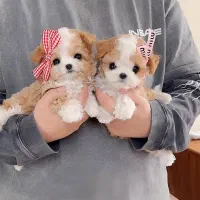 همبازی بچه ها ساایز 0