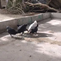 پنج عدد جوجه محلی