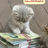 توله بریتیش