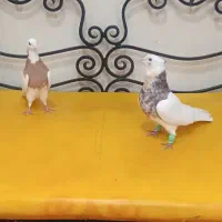 کفتر بهبانی سینه کله طوقی دمبی