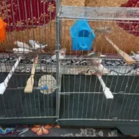 17عدد فنج بالغ با وسایل