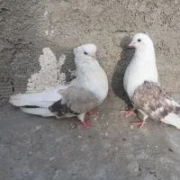 کبوتردوکت قنار