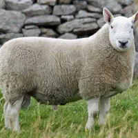 یک عدد قوچ گله ای
