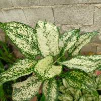 فروش انواع گل‌های آپارتمانی با بهترین کیفیت|گل و گیاه طبیعی|کازرون, |دیوار