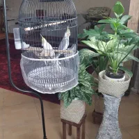 عروس هلندی  با قفس
