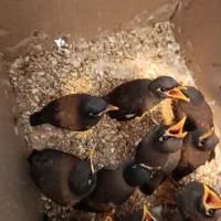 جوجه مینا و ملنگو و برزیلی و عروس