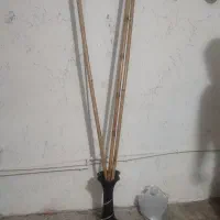 نی بامبو سه عدد۲۰۰/چوب بامبو/گلدان