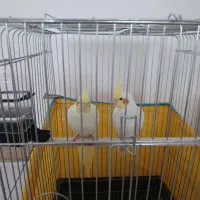 عروس هلندی