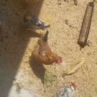 مرغ و خروس