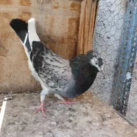 فروش