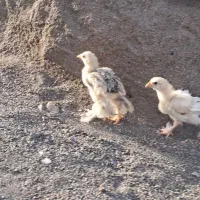 برهما جوجه