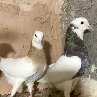 کفتر طوقی