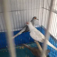 کبوتر الماسی چینی