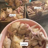 محلیجات خانم  بابائی شفیعی