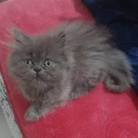 بچه گربه پرشین
