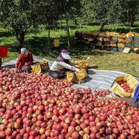 خریدار سیب بادریز ضایعات