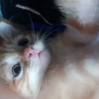 گربه نر (ملوس خان)