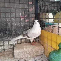 کبوتر، دو عدد