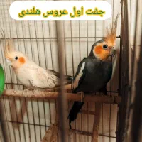 دو جفت عروس هلندی مولد و یک جفت کوتوله مولد