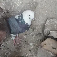 کبوتر گرفتنی