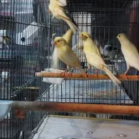جوجه قناری رنگ روشن