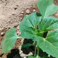 استخدام کارشناس کشاورزی