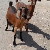 دو عدد بز داشتی با دو کهره