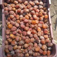 خرما مرداسنگ تازه