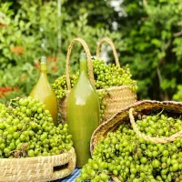 آبغوره دشمن زیاری بش
