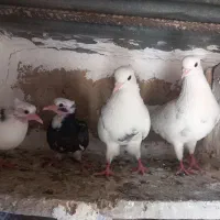 کبوتر