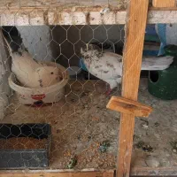 کفتر کبوتر کله ای و خال پیست