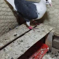 کفتر جوجه گراف سیاه و ذاغ