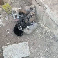 توله سگ