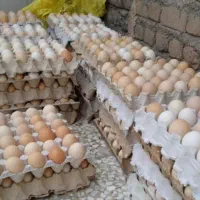 فروش تخم نطفه دار بوقلمو