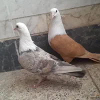 کلاغ کربلایی نروماده کلاغ کاکلی سرخ دم سفید درشت