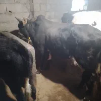 گوساله نر صد کیلویی کجوری