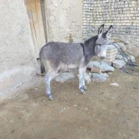 خر و کره جدا هم به فروش میرسد
