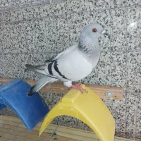 کبوتر شامی ماده