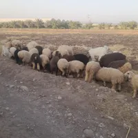 ۳۲بره چاق نروماده درهم