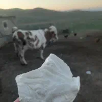 پنیر گاو درجه یک