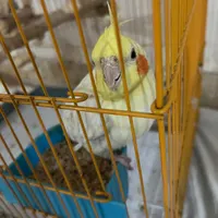 عروس هلندی نر و ماده|پرنده|تبریز, |دیوار