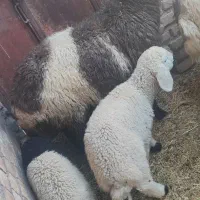 میش دوقلو زا