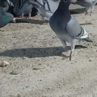 کبوتر گمشده