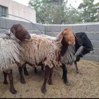 ذبح حلال