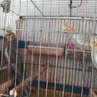 عروس هلندی جفت و یک سهره ماده